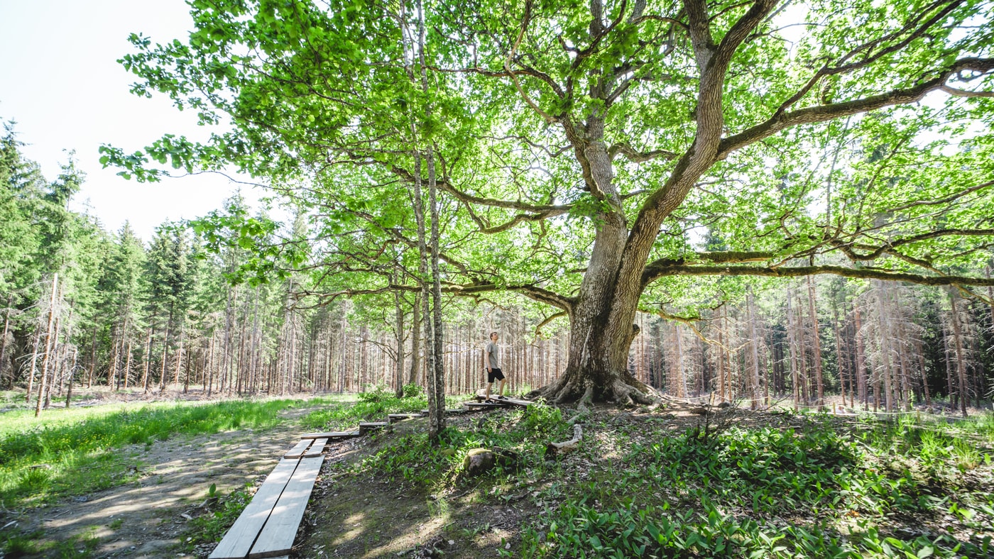 The tree of life – the enchanting oak of Paavola
