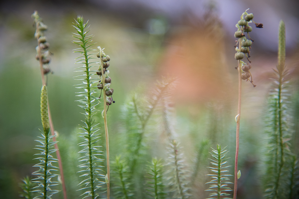 Can you believe? This is how 15 minutes in a forest affects you! – FINLAND,  NATURALLY