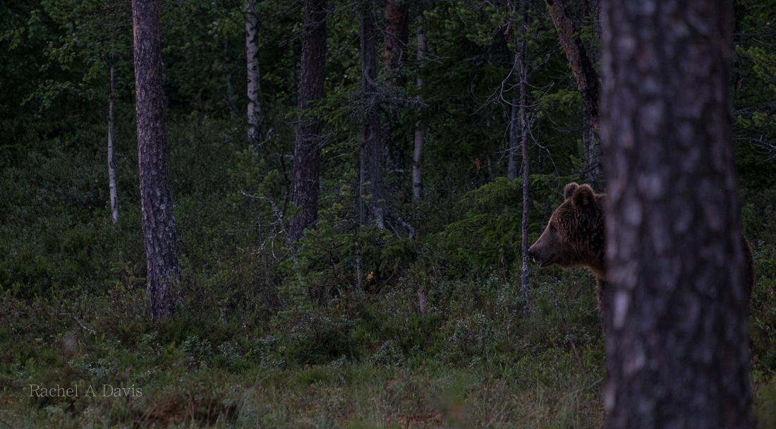 Bears in Finland