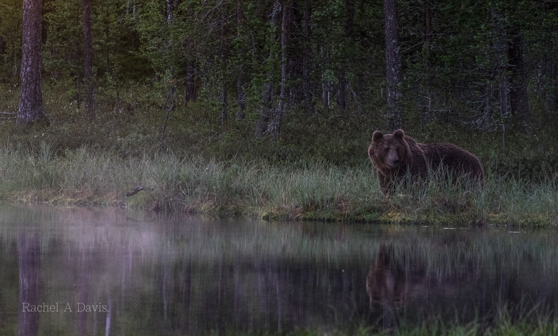 The Magical Experience of Photographing Wild Bears in Eastern Finland