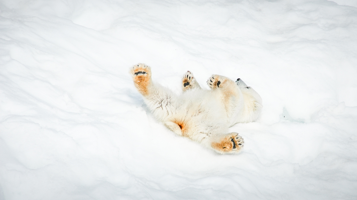 Polar bears in Finland… really?!