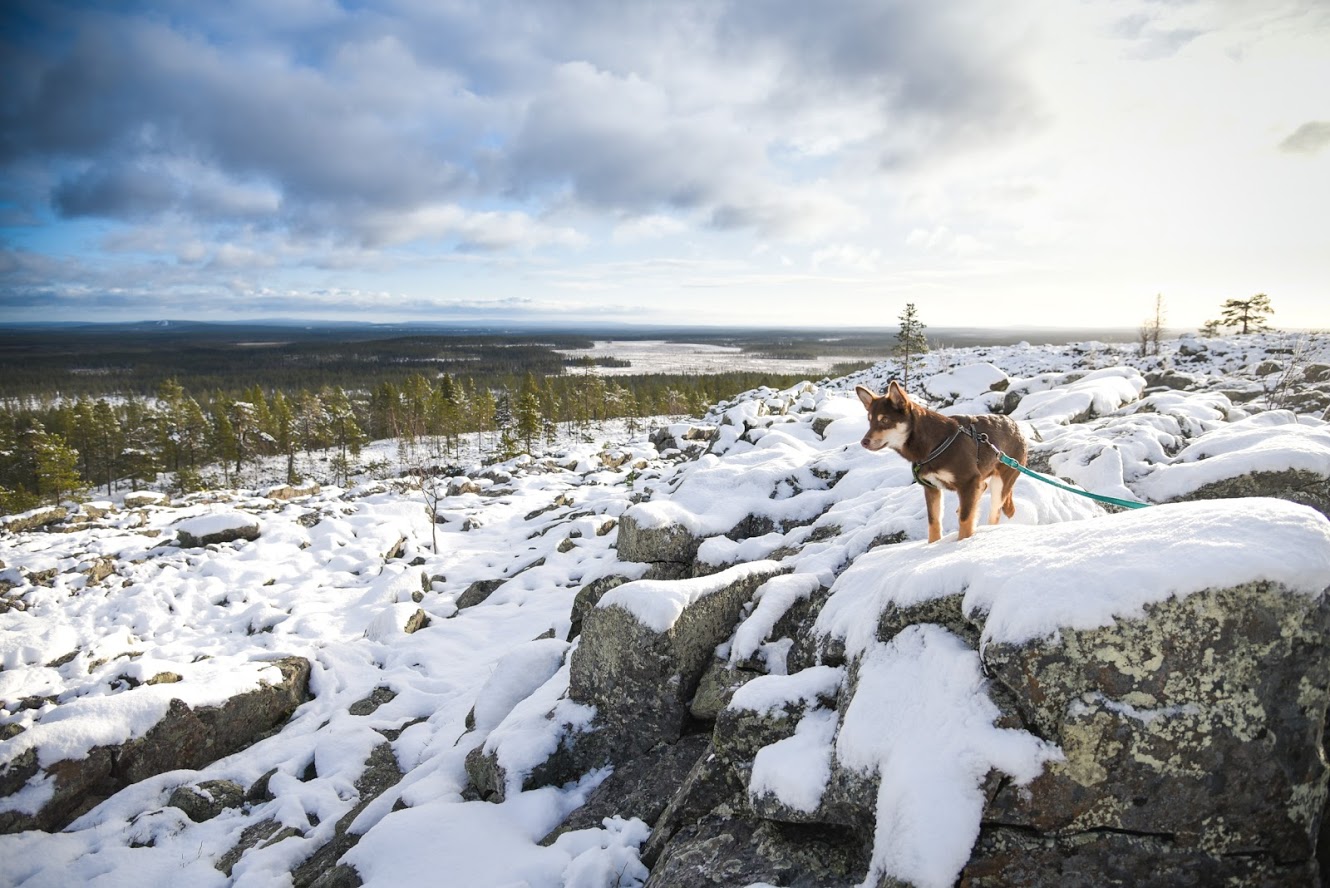 First snow has fallen in Lapland – this is what Sodankylä looks right now