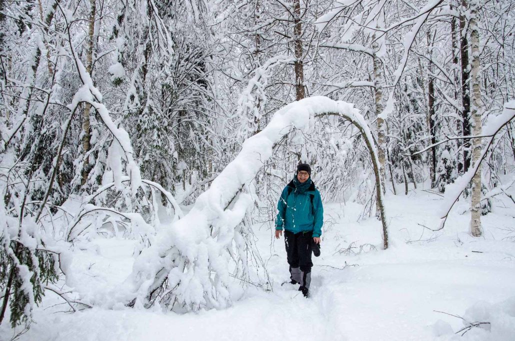Winter wonderland: snowy forest