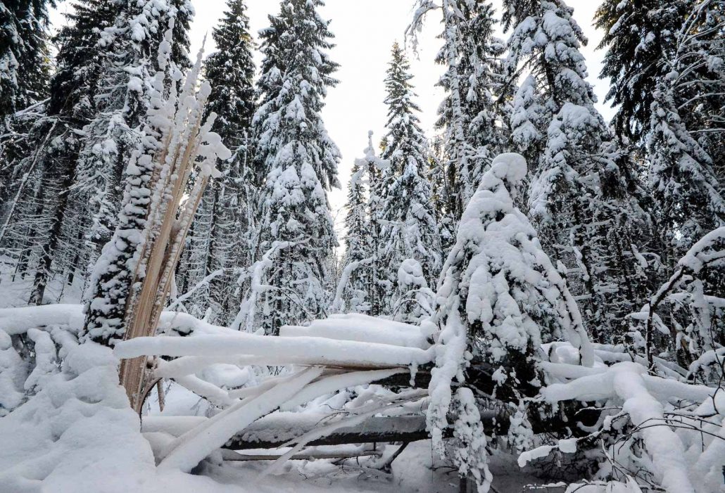 Fallen fir tree at Puijo conservation area, Kuopio, Finland. Photo: Upe Nykänen