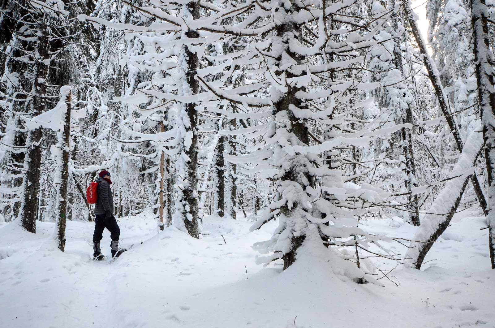 Snowshoeing in the city at Kuopio? The answer is Puijo!