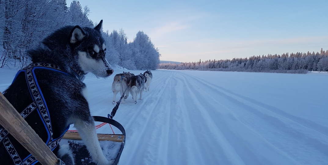 A day in a mushers life in Lapland
