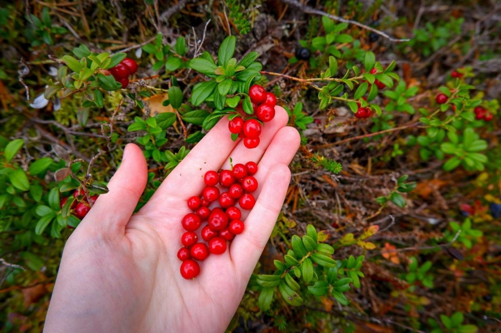 The Poisonous Berries of Fall