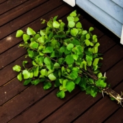 A birch whisk made from fresh branches placed on the wooden sauna terrace.