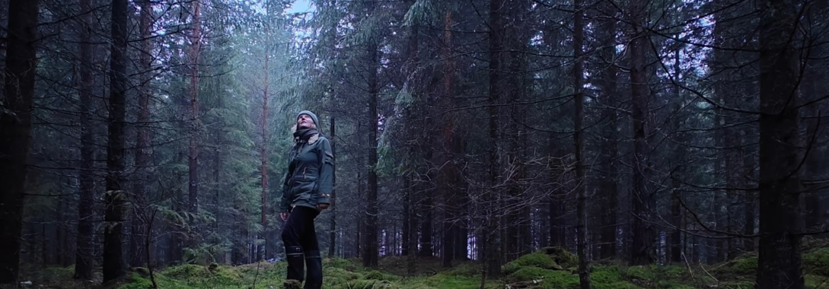 A rainy and gray spruce forest with the ground covered in lush green moss. A person stands in the forest, looking up.