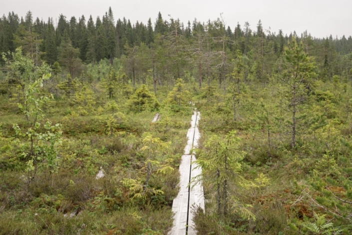 Paljakka Nature Reserve