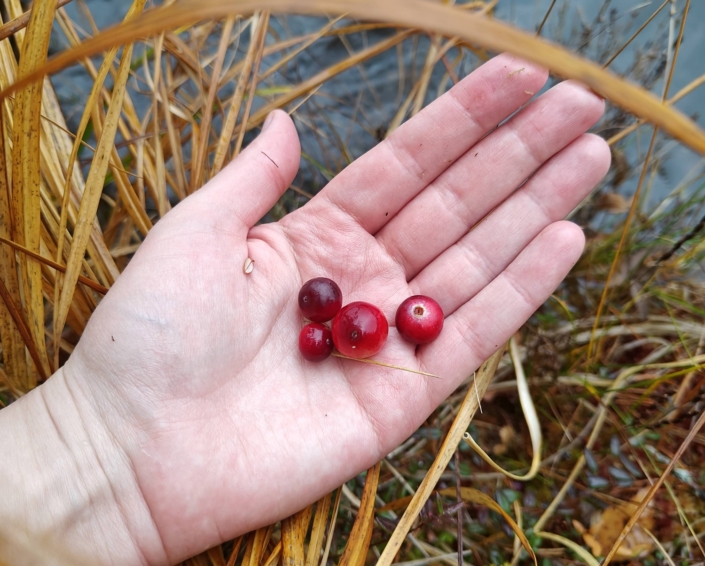 Cranberry