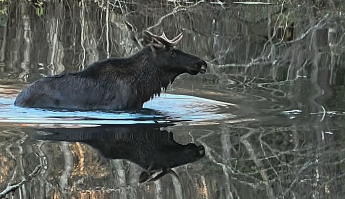 moose